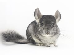 -龙猫仔乐园(惠福东路店)