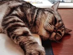 -有猫主题·治愈系猫咖(曾厝垵店)