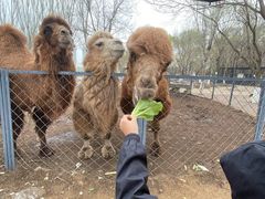 -长白岛森林公园