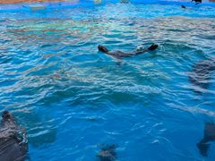 -上海海昌海洋公园