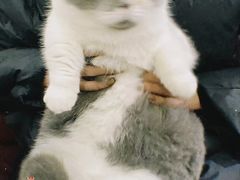 -瑞鹏瑞爱宠物医院·全科·猫科·血液透析中心(龙头寺店)