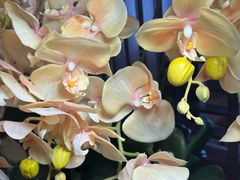 -嘉定凯悦·咖啡厅