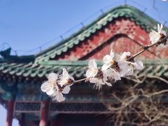-颐和园