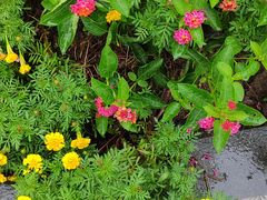 -1861意大利餐厅(文化广场店)