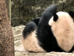 -都江堰中华大熊猫苑