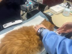 -顺强宠物诊所·狂犬免疫·夜诊·骨科(嘉定店)