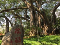 景点-瑞丽独树成林风景区