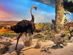 -国家自然博物馆