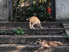 -普陀山风景区-佛顶山