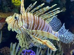 -上海海洋水族馆