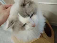 -楼上猫咖(罗湖店)