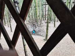 -仙岛湖旅游风景区