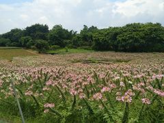 -松山湖梦幻百花洲