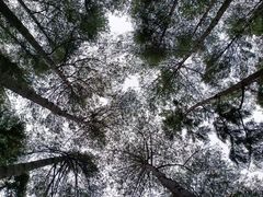 -重庆睡佛山森林公园