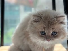 -欣宠猫屋·矮脚拿破仑·蓝金金渐层