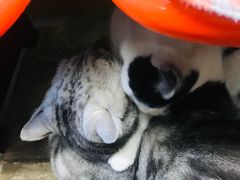 -猫咪博物馆(顶澳仔猫街店)