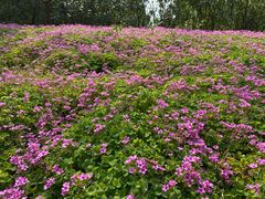 -仙海旅游度假区