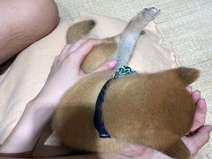 -逗柴咖啡屋·狗咖猫咖宠物桌游