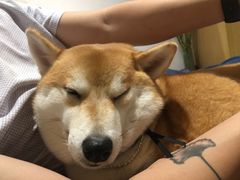 -柴务处·柴犬主题狗咖