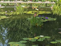 -莲花池公园