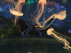 -苏州海洋馆