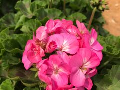-松山湖梦幻百花洲
