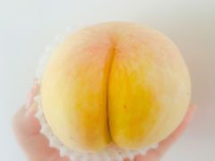 -南汇新场正宗水蜜桃采摘