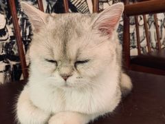 -猫小院猫主题餐厅(三里屯店)
