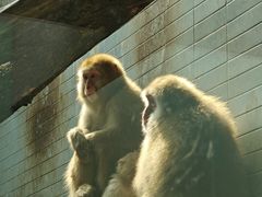 -上海动物园(地铁站)