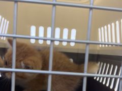 -小猫来了·猫舍(红山六九七九店)