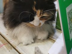 -小时光咖啡馆(开森度假森林店)