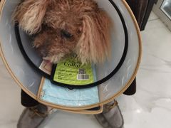-艾吉宠物医院·疑难杂症转诊中心·猫友好(碧江路院)
