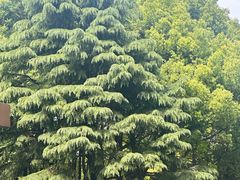 -徐家汇源景区-衡山公园