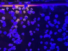 -欢乐海岸海洋奇梦馆