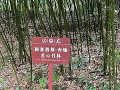 -都江堰中华大熊猫苑
