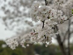 -杭州植物园