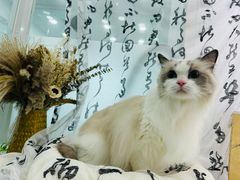 -爱洗澡的猫(望京店)