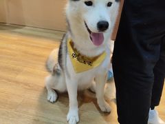 -Husky Go! 哈士奇体验馆·宠物咖啡厅狗咖