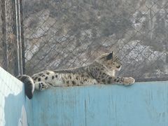 -青藏高原野生动物园