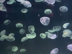 -上海海昌海洋公园