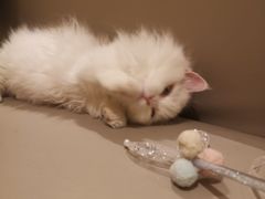 -猫腻·猫咖·撸猫馆(星光大道店)