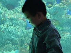 -芜湖新华联大白鲸海洋公园