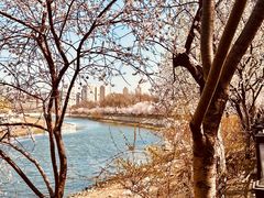 -桃花堤公园