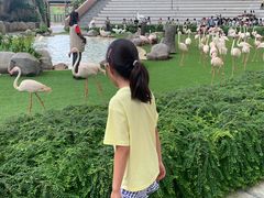 -新加坡飞禽公园