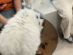 -共舞时光猫咖·狗咖(新街口店)