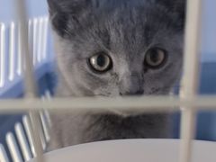 -艾贝尔宠物医院·24H转诊中心·肿瘤猫专科(江宁双龙店)