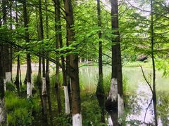 -桤木河湿地公园