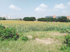 -光明小镇欢乐田园