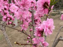 -桃花堤公园