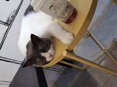 -松果猫咖(桐乡吾悦金街店)